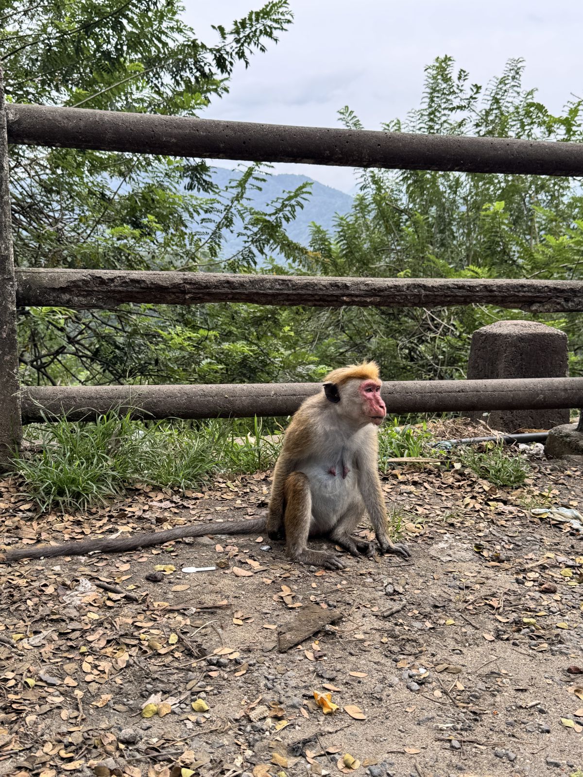 Szlakiem od Colombo do Kandy