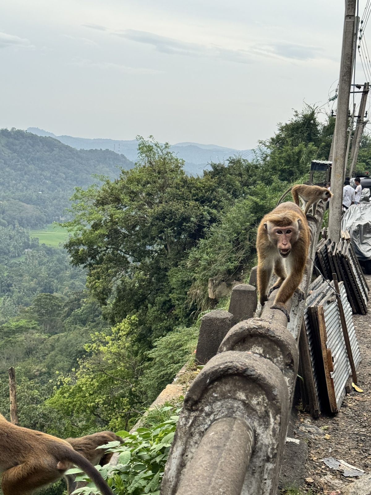 Szlakiem od Colombo do Kandy
